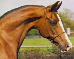 broodmare Gilza ox (Arabian purebred, 1967, from Espartero ox)