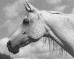 broodmare Etna ox (Arabian purebred, 1959, from Faher ox)