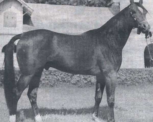 stallion Etap ox (Arabian purebred, 1971, from Celebes 1949 ox)