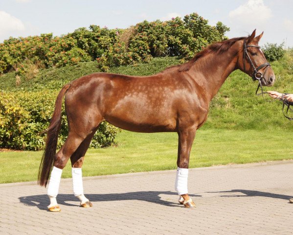 dressage horse Ballerina E (Rhinelander, 2011, from Boston)