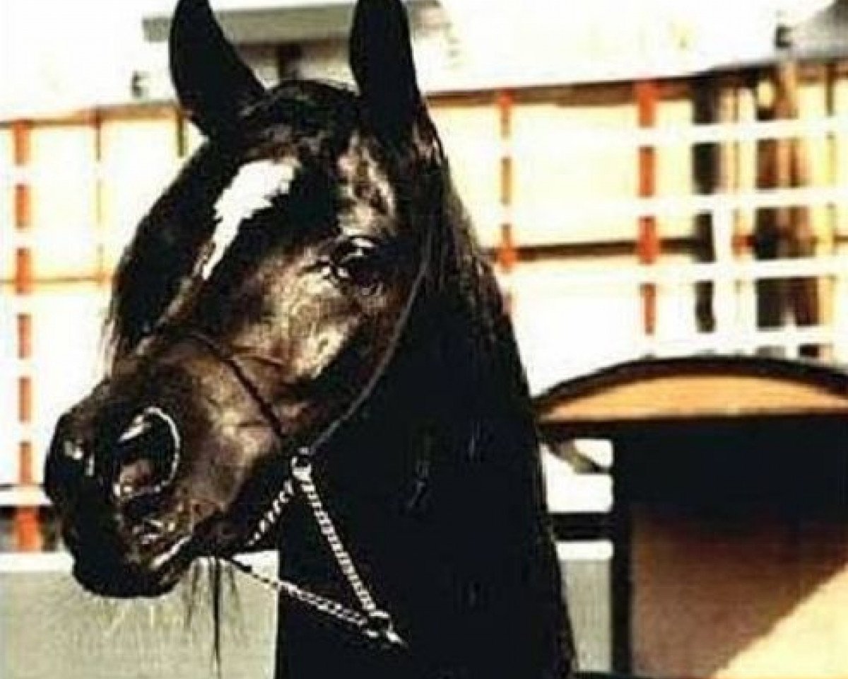 stallion Wisznu Ibn Sawih ox (Arabian purebred, 1975, from Sawih Ibn Wisznu ox)