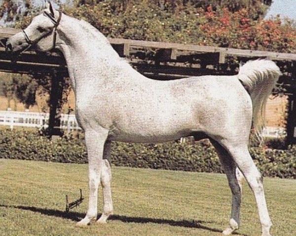 stallion Magnat ox (Arabian purebred, 1966, from Aswan 1958 EAO)