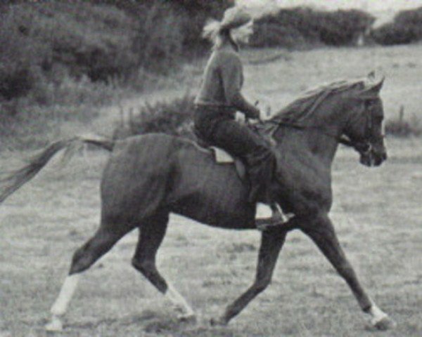 stallion Silver Rain ox (Arabian purebred, 1967, from Indian Magic ox)