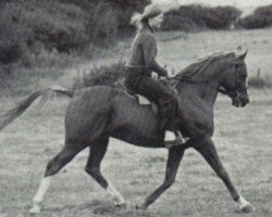 stallion Silver Rain ox (Arabian purebred, 1967, from Indian Magic ox)