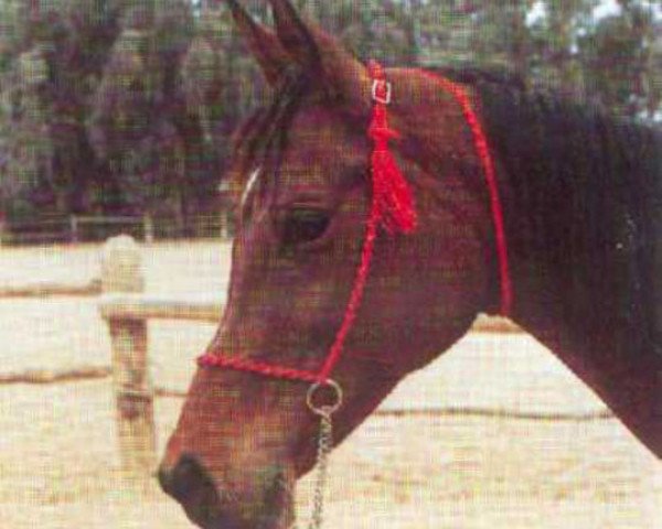 broodmare Nazeema 1968 EAO (Arabian purebred, 1968, from Alaa El Din 1956 EAO)