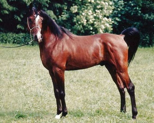 Deckhengst Ibn Moheba 1982 ox (Vollblutaraber, 1982, von Nizam 1973 EAO)