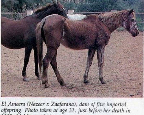 broodmare El Ameera EAO (Arabian purebred, 1952, from Nazeer 1934 RAS) broodmare El Ameera EAO (Arabian purebred, 1952, from Nazeer 1934 RAS)