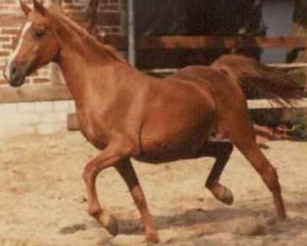 broodmare Bint el Arabi EAO (Arabian purebred, 1969, from El Araby EAO)