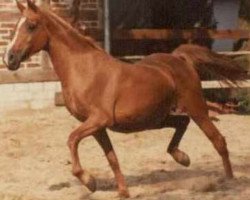 broodmare Bint el Arabi EAO (Arabian purebred, 1969, from El Araby EAO)
