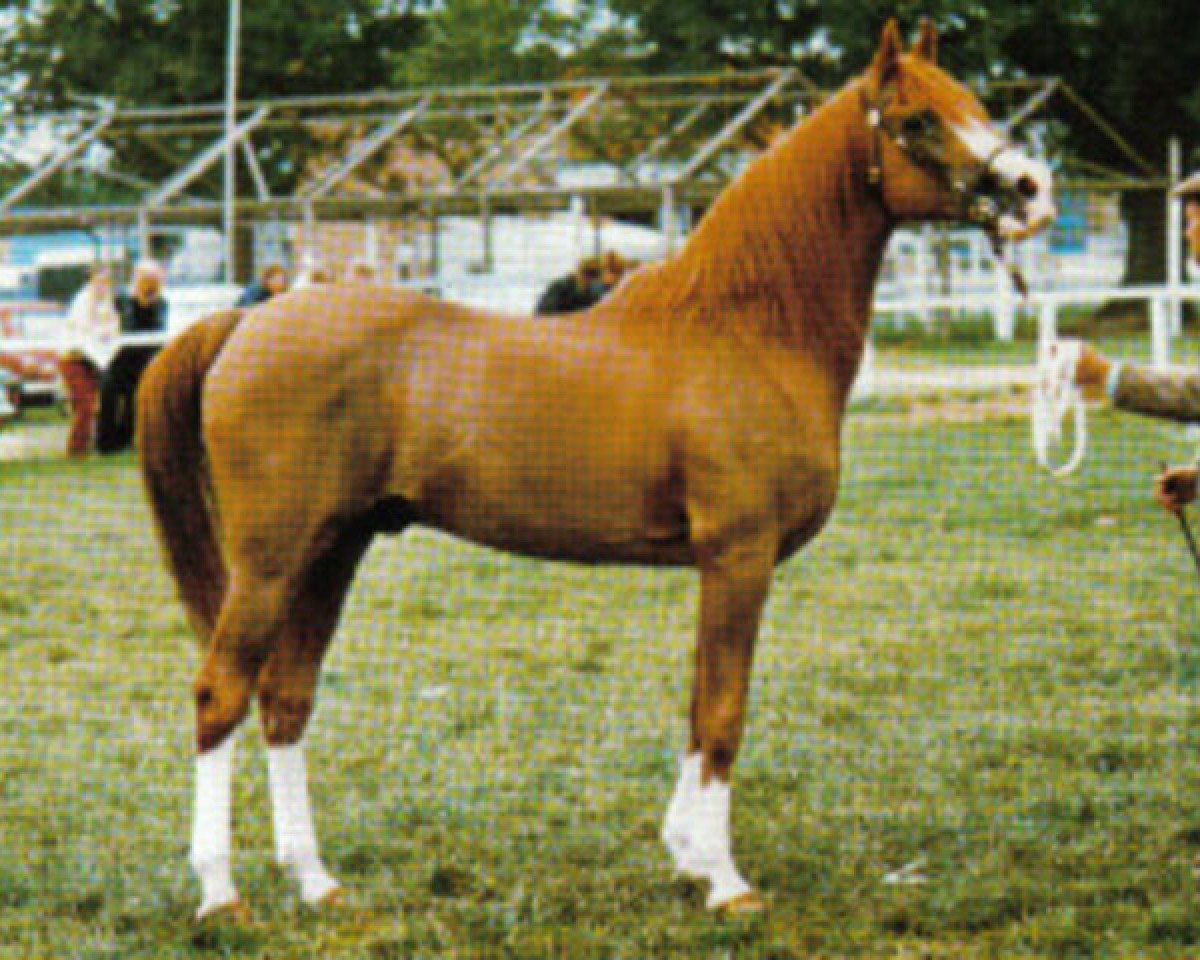stallion Haarwood Asif ox (Arabian purebred, 1967, from Zeus II ox)