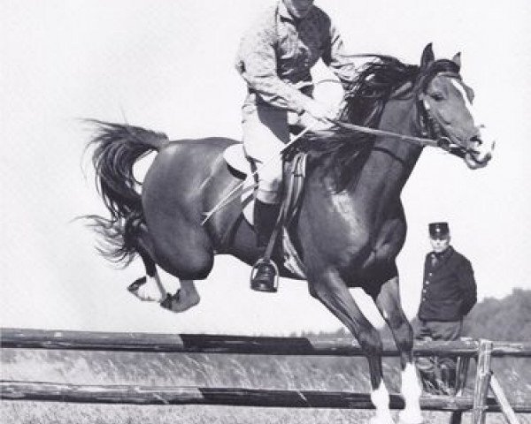 stallion Witel ox (Arabian purebred, 1962, from Noran 1956 ox)