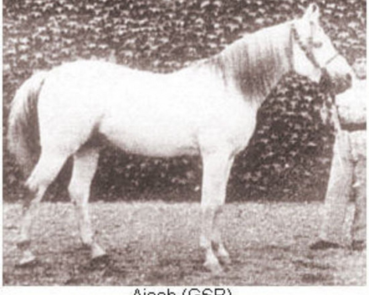 stallion Ajeeb ox (Arabian purebred, 1925, from Skowronek 1909 ox)
