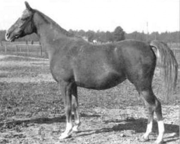 broodmare Khema ox (Arabian purebred, 1939, from Koheilan VIII 1922 ox)
