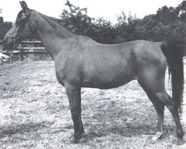 broodmare Kenya ox (Arabian purebred, 1954, from Wisznu 1943 ox)