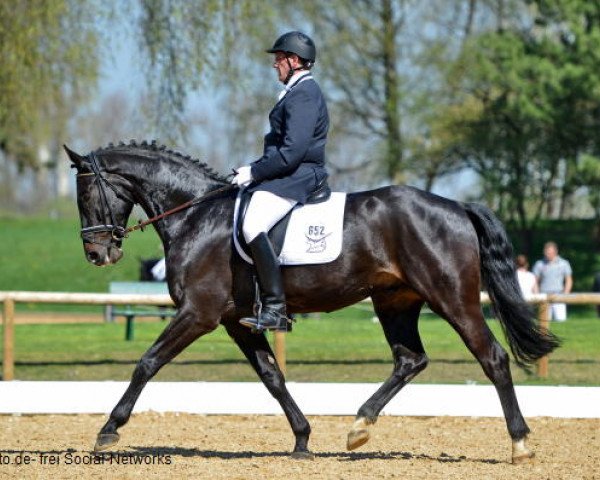 dressage horse Santiago B 2 (Hanoverian, 2008, from Swarovski)