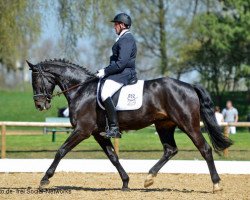 dressage horse Santiago B 2 (Hanoverian, 2008, from Swarovski)