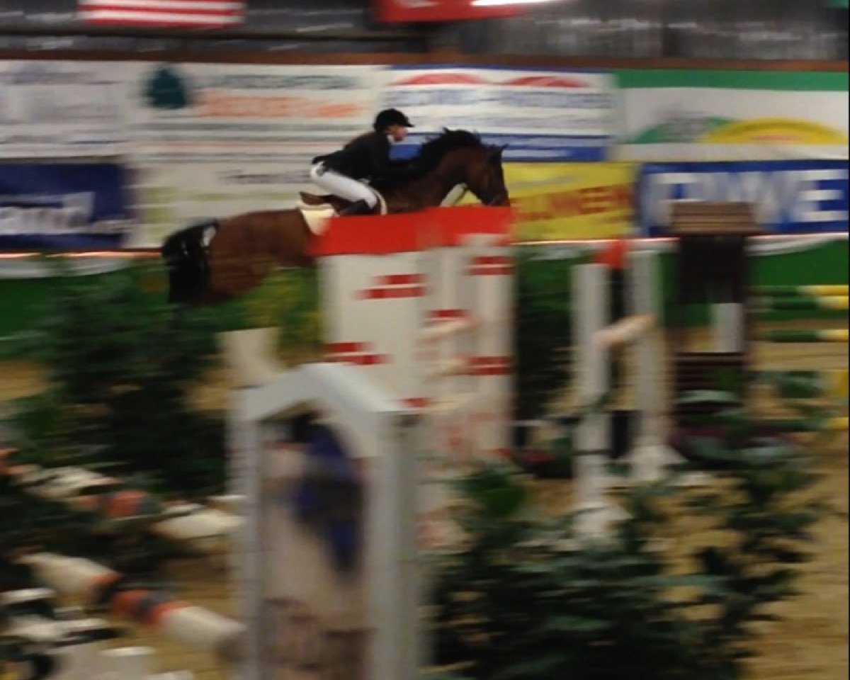 jumper Alposas Jim Beam (German Riding Pony, 2006, from Joker)