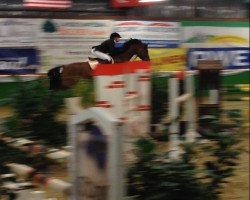 jumper Alposas Jim Beam (German Riding Pony, 2006, from Joker)