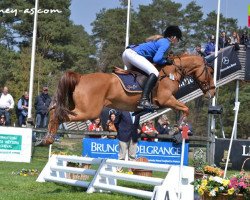 jumper Leo 532 (Dutch Harness Horse/Tuigpaard, 2005, from Kinka's Boy)