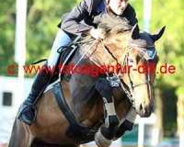 Springpferd Hfb Sonora (Brasilianisches Reitpferd, 2000, von Singular Joter II)