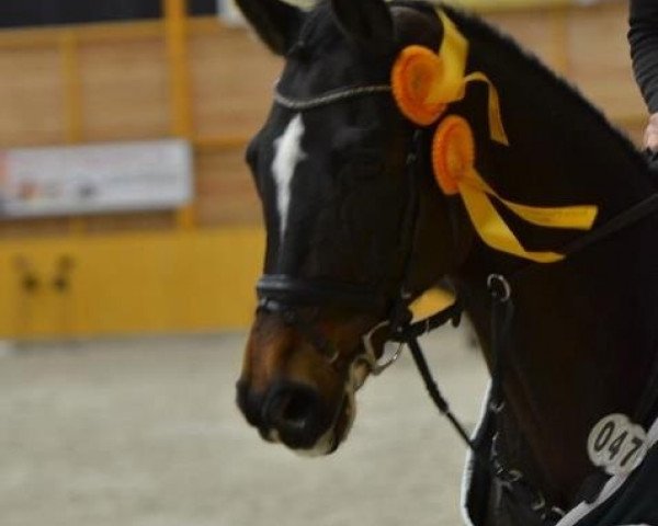 jumper Campino 71 (Bavarian, 1995, from Coriograf B) jumper Campino 71 (Bavarian, 1995, from Coriograf B)