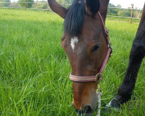 broodmare Little Lilian xx (Thoroughbred, 1996, from Lebos xx) broodmare Little Lilian xx (Thoroughbred, 1996, from Lebos xx)