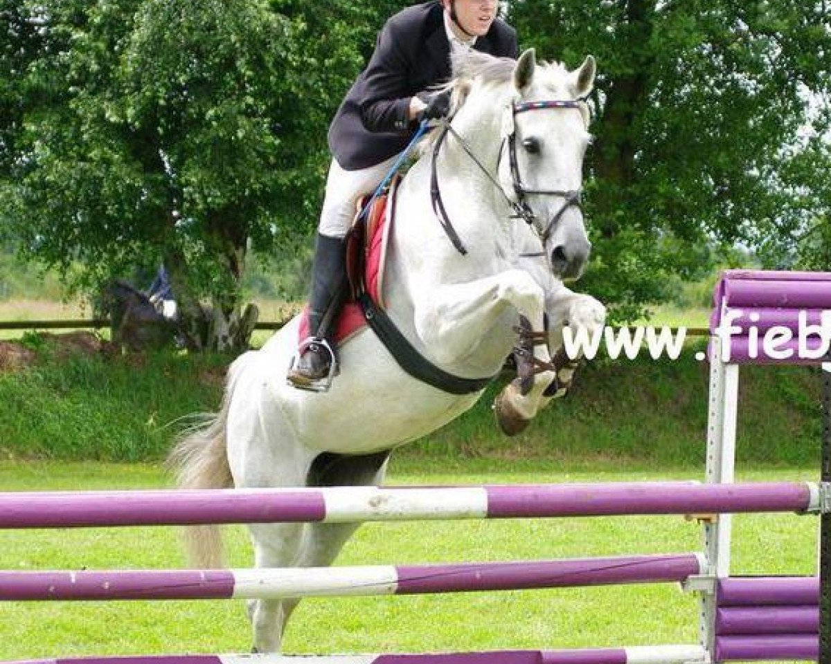 jumper Coco Chanel 72 (Holsteiner, 1997, from Calido I)