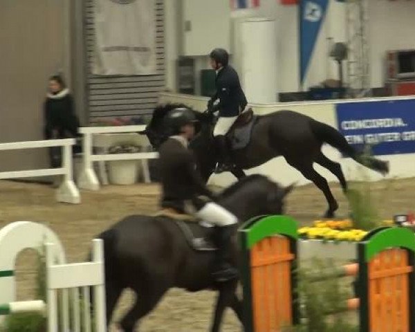 VER-Dinale 2012
Freitag, den 27.01.2012
05 Springprüfung Kl.S*
