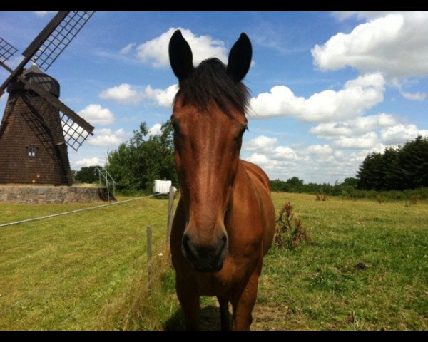 horse Edelgaard's Calano (Holsteiner, 2002)