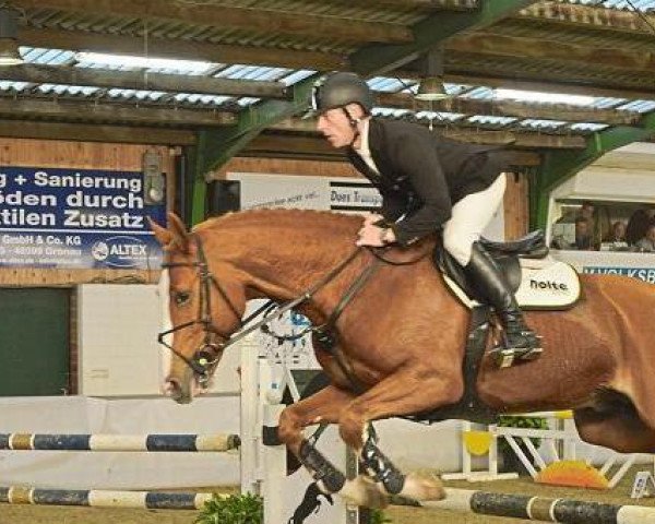 stallion Again du Toultia (Belgium Sporthorse, 2006, from Mr Blue) stallion Again du Toultia (Belgium Sporthorse, 2006, from Mr Blue)