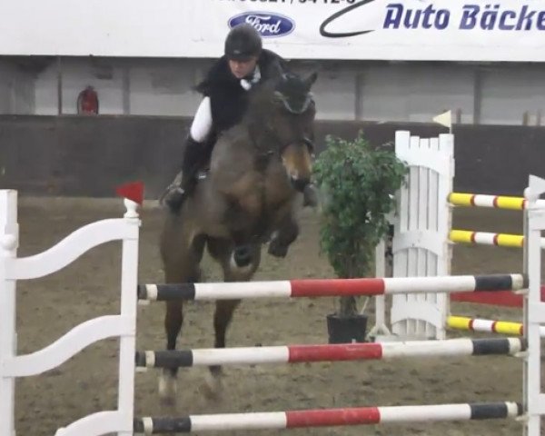 Springpferd Almani (Zweibrücker, 2002, von Almiro Z) Springpferd Almani (Zweibrücker, 2002, von Almiro Z)