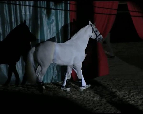 Video von Champion du Lys