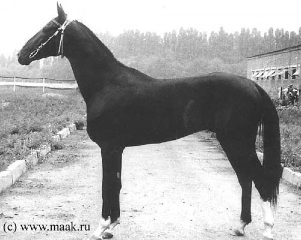 stallion Omar (Akhal-Teke, 1981, from Opal)
