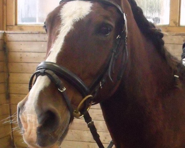 horse Wallace (Welsh-Cob (Sek. D),  , from Derwen Royal Express)