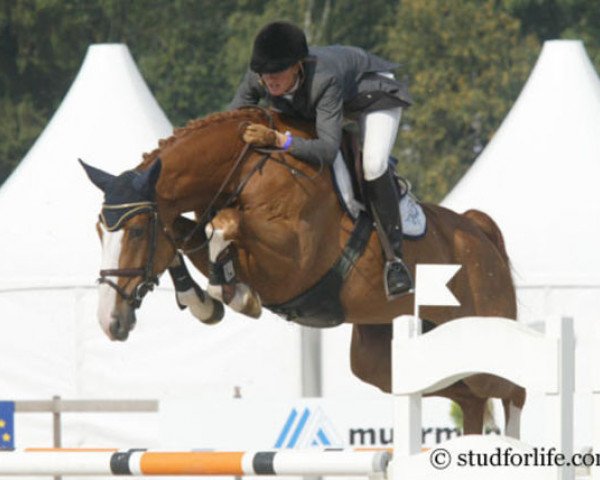 jumper Coral Reef Baloufino (Oldenburg, 1999, from Baloubet du Rouet)