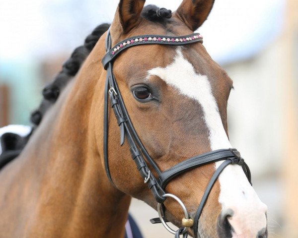 Zuchtstute Lindsay MSH (Deutsches Reitpony, 2002, von Dornik B)