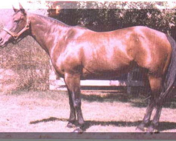 broodmare Poco Lena (Quarter Horse, 1949, from Poco Bueno) broodmare Poco Lena (Quarter Horse, 1949, from Poco Bueno)
