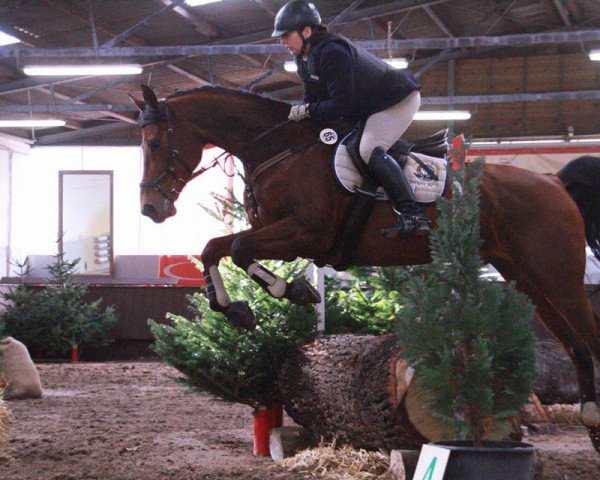 jumper Flip (KWPN (Royal Dutch Sporthorse), 2004)