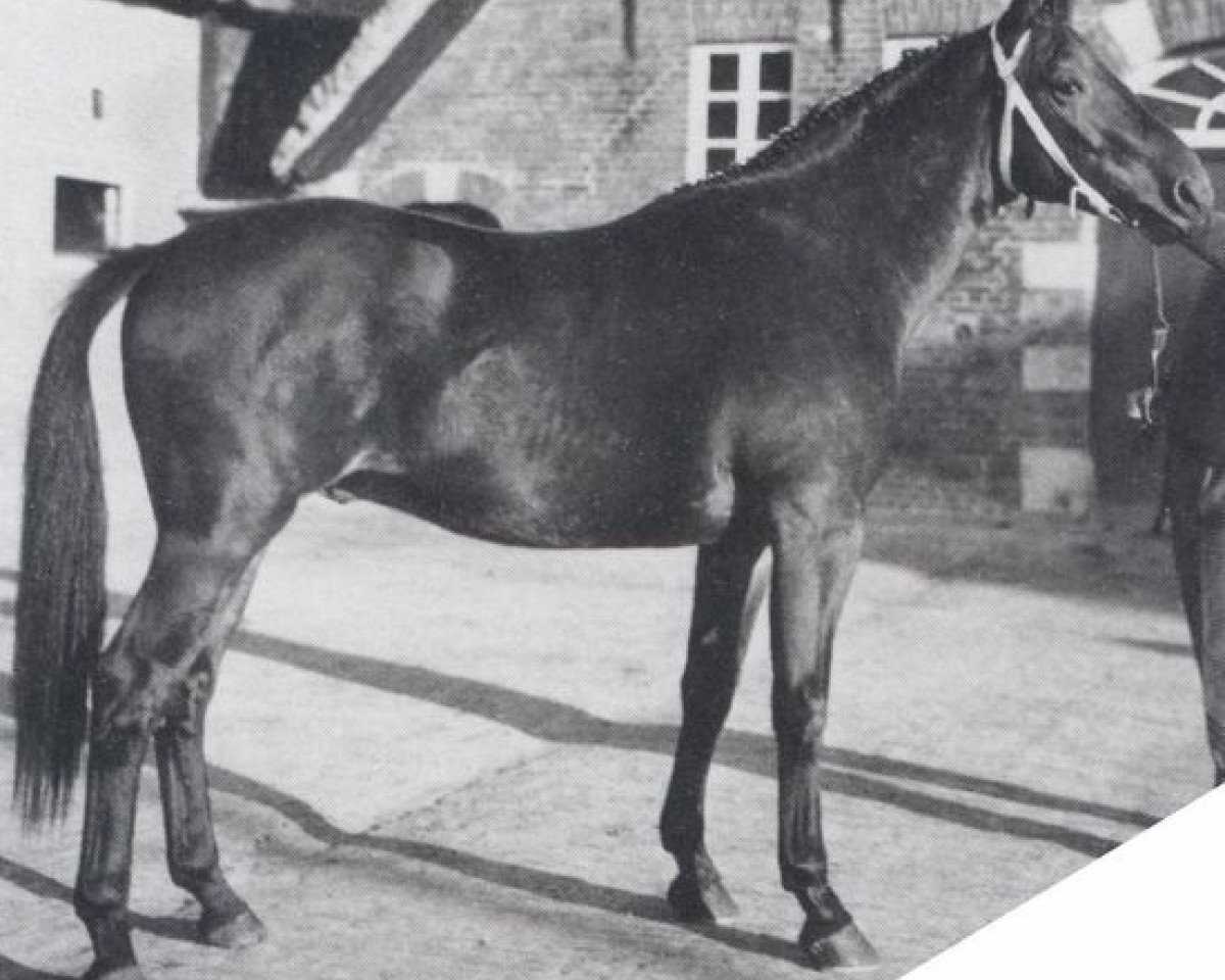 stallion Alchimist (Oldenburg, 1961, from Adonis xx)