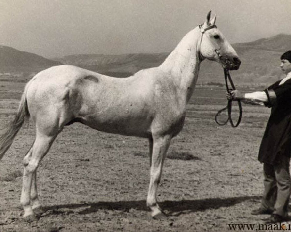 stallion Karakir (Akhal-Teke, 1949, from Moskva)