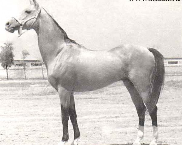 stallion Sektor (Akhal-Teke, 1963, from Peren)