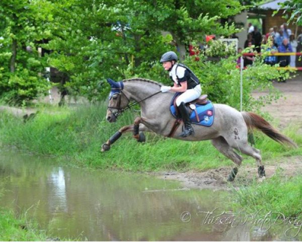 Zuchtstute Dshamilja (Deutsches Reitpony, 1992, von Domingo) Zuchtstute Dshamilja (Deutsches Reitpony, 1992, von Domingo)