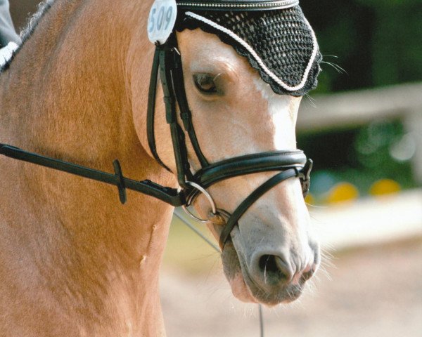 jumper Liquido (German Riding Pony, 2002, from Lorenzo)