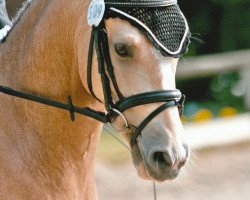 jumper Liquido (German Riding Pony, 2002, from Lorenzo)