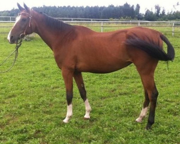 broodmare Pesnya (Akhal-Teke, 1996, from Serasker)