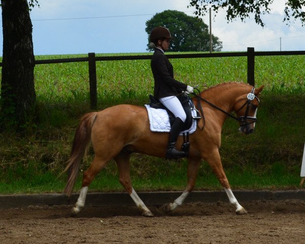 Dressurpferd Don't Forget Me (Deutsches Reitpony, 2000, von Dancing Fox 2)