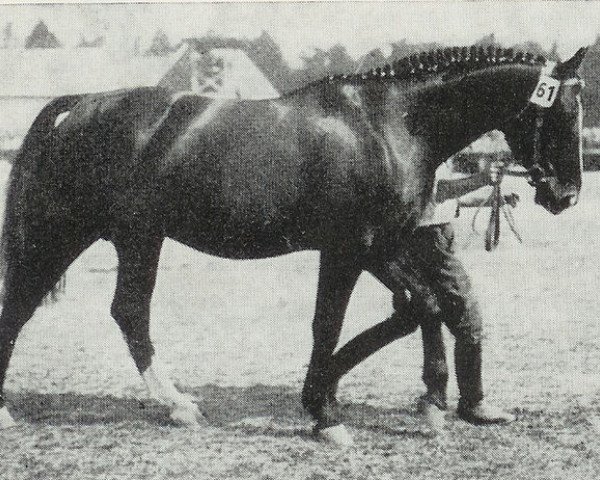 stallion Flimmergold (Hanoverian, 1929, from Flimmer I)