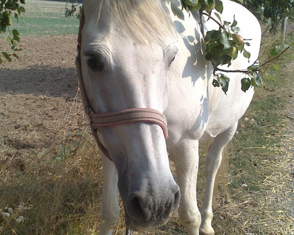 broodmare Leila (Saxony-Anhaltiner, 2000, from Kordatus)