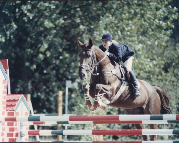 broodmare Cherry Lady (Irish horse, 2009)