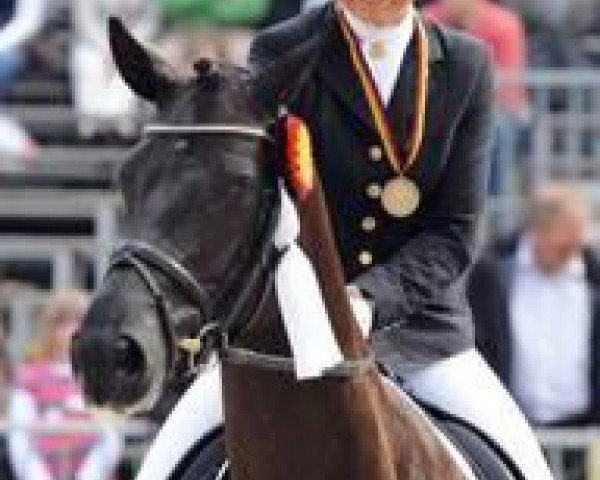 Dressurpferd Horatio 18 (Hannoveraner, 2005, von Hochadel)